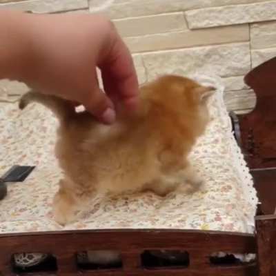 So smoll ?
