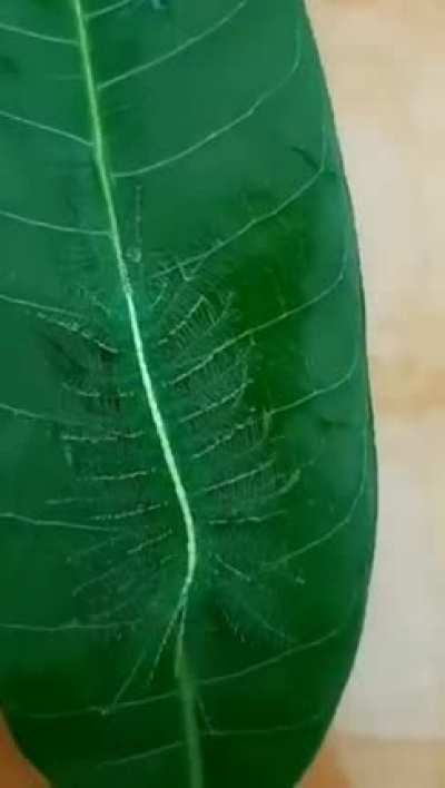 ?Common Baron butterfly caterpillars feed on mango leaves
