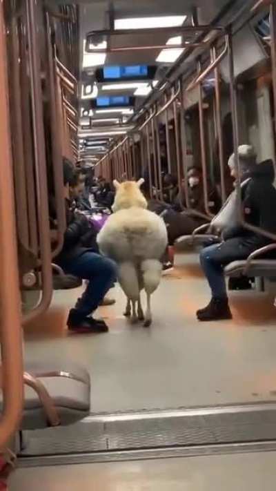 Is the next stop the zoo?