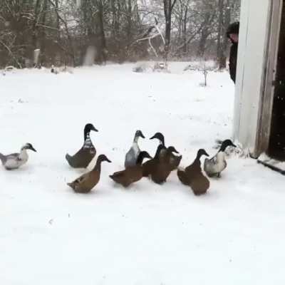 TOO HONKIN’ COLD