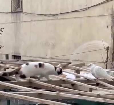 Cat on the attack