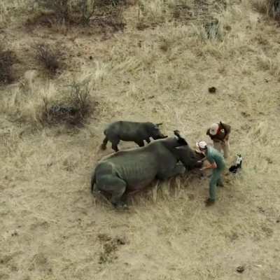 ? White Rhino calf chases conservation vets away after waking up and thinking they were hurting her