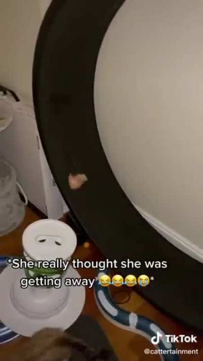 To eat chicken and run from Mother.