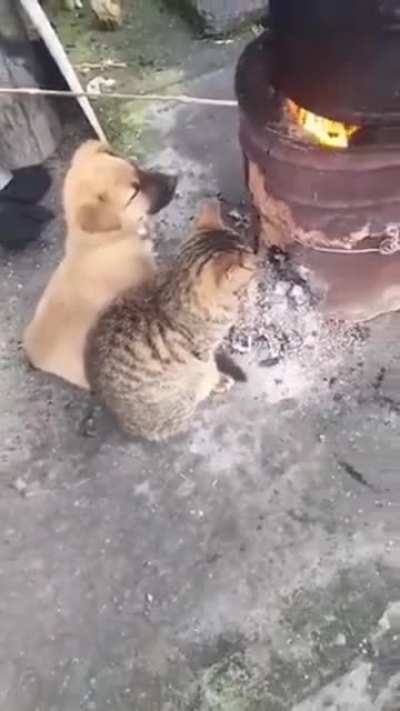 Buddies warming up.