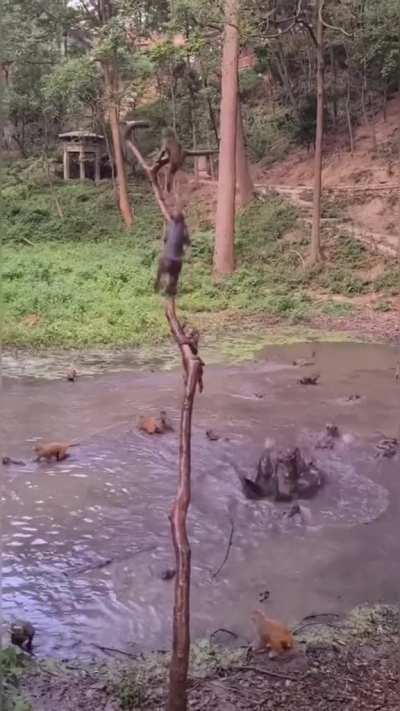 ? Monkeys diving