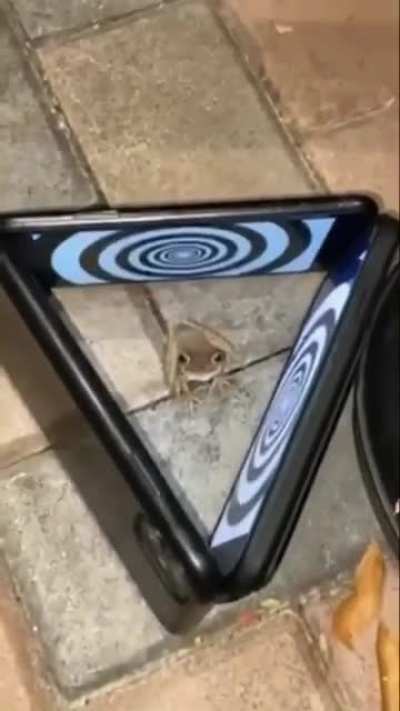 WCGW trying to hypnotize a frog