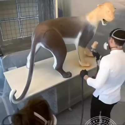 Man makes leopard out of chocolate