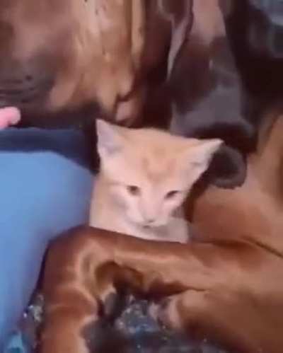 "She's MY kitty now."