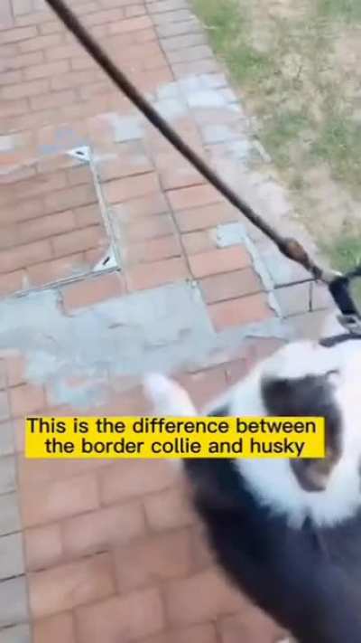 The difference between a border collie and a husky