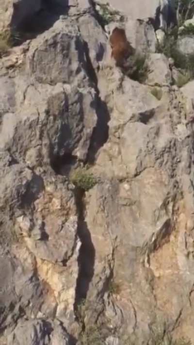 ? Bear climbing up a rocky cliff ?