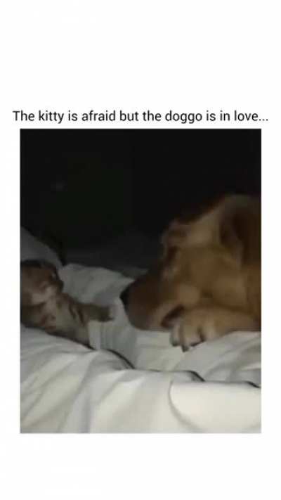 kitty* slaps ??