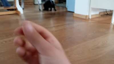 He didn't notice the dog was shitting ???
