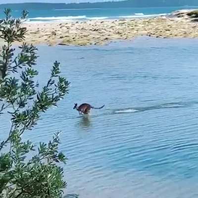 ? This Kangaroo taking a beachside shortcut.