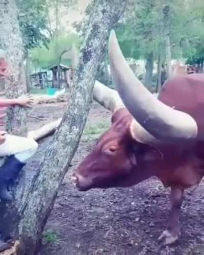 Watusi Bison the proud bearer of the world's largest horns.