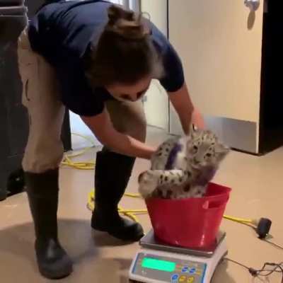 Leopard getting weighed.
