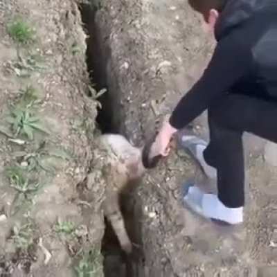 Might be Darwinism