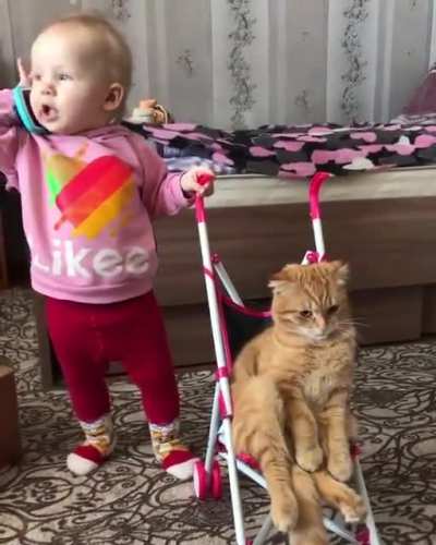 Hold on, I pass you to the cat