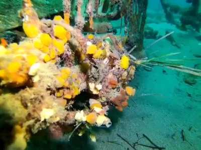 ? Next level camouflage of a decorator crab