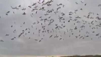 ? A flock of Gannets diving together