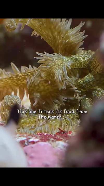 Sea Bunny Core