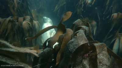 ? Seal sleeping underwater in kelp forest ?