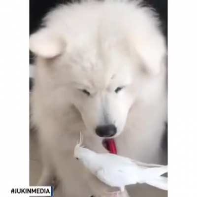 Dog offered their paw and gently held their owner's pet bird
