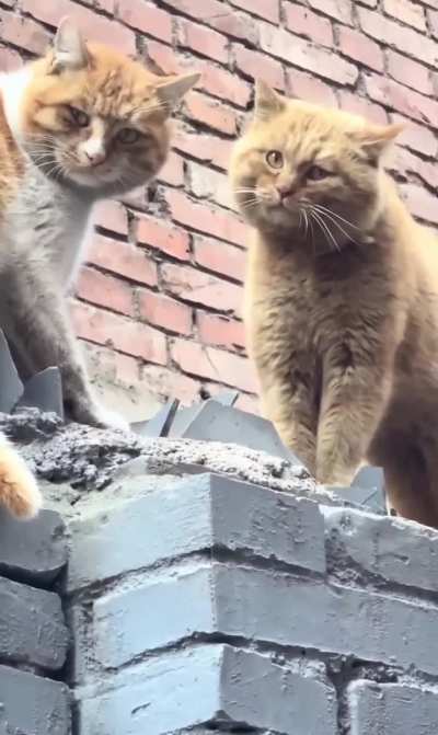 How to diffuse a cat fight...