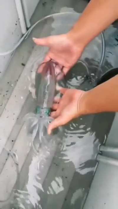? Naturally translucent "glass squid" changing it's colors.
