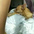 ChihuaWAAAAAAAA