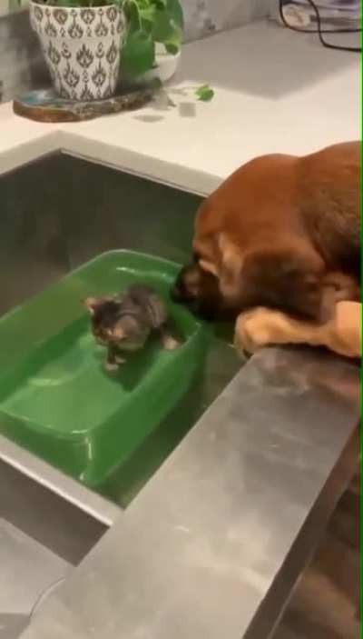He's such a gentle boy with a whole lot of heckin' concern.