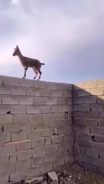 ? When the goat know physics