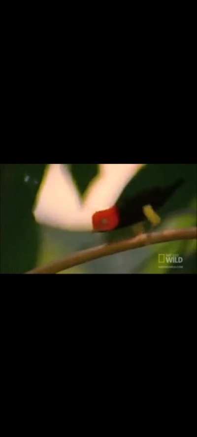? The red capped manakin's moonwalk to impress the ladies