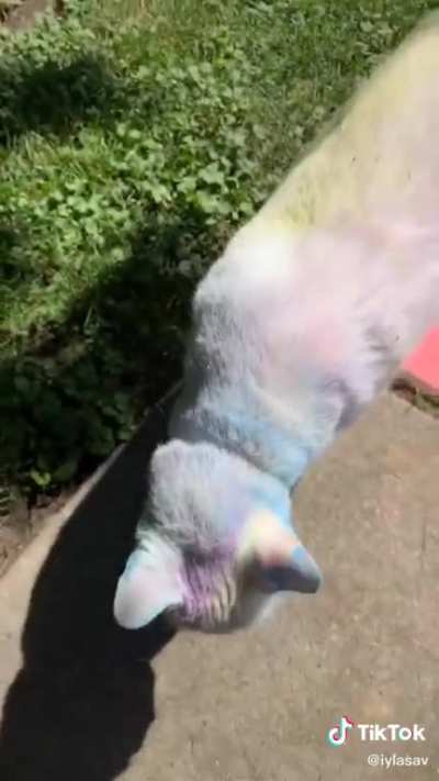 meow_irl