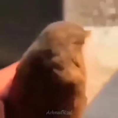 It wasn't ready