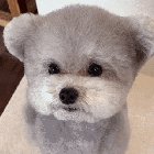 This dog looks like a living teddy bear