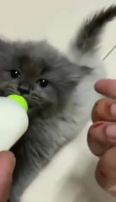 CUTE KITTEN EARS???