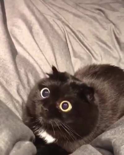 Her eyes ?
