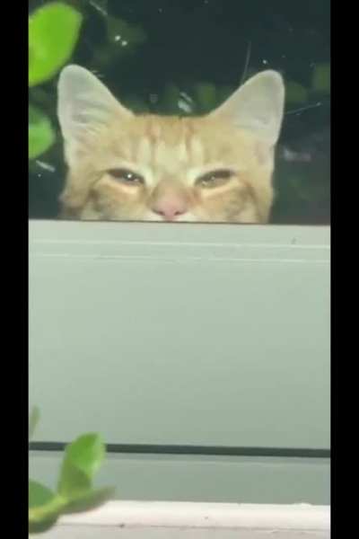 Kitty got caught creepin' so he totally nonchalantly ducks out with "the elevator" move.