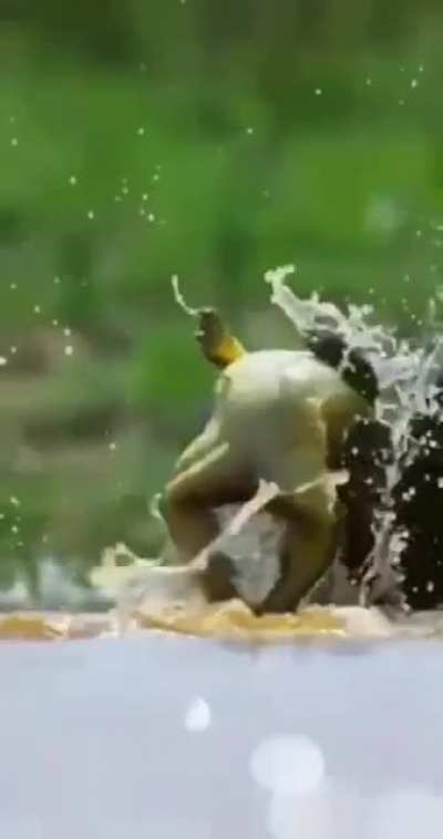 ? Battle of the Toads ?