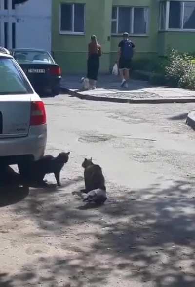 Just a bird escalating the situation