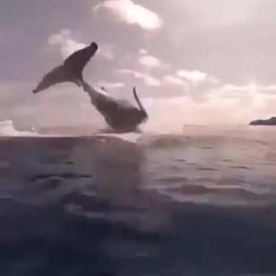 ? Whale powering up to breach the surface