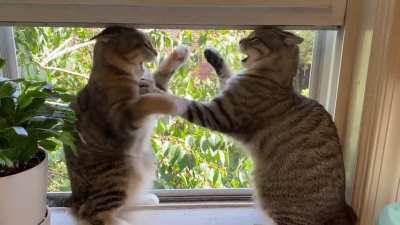 My rock ‘em sock ‘em teenage kittens ??