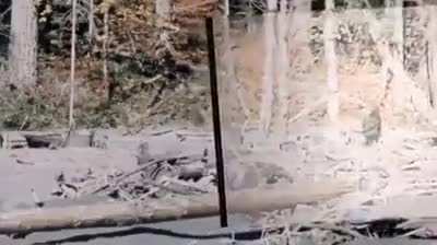 Somebody stabilized the Bigfoot vid from way back when