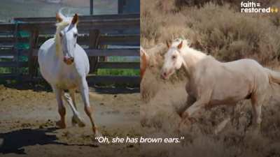 Wild horse sprints to his girlfriend after 2 years apart <3 <3