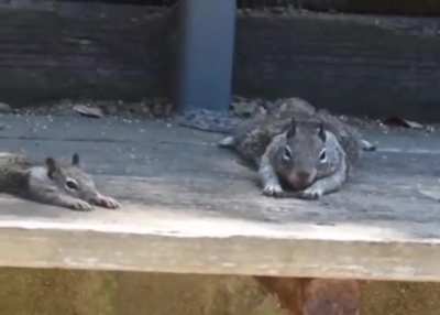 ? Lazy afternoon for a couple of adorable squirrels
