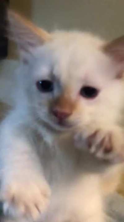 Foster kitten loves to play-fight with her reflection on my phone case. So Fierce! ?