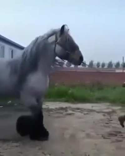 ? Biggest horse you've ever seen