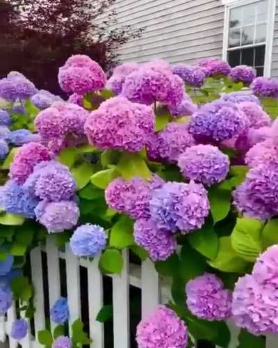 ? These Hydrangea flowers come in a stunning variety of colors ?