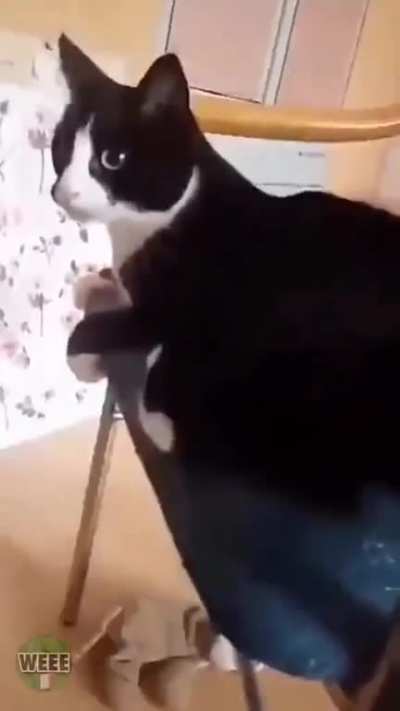 to safely wag the tail