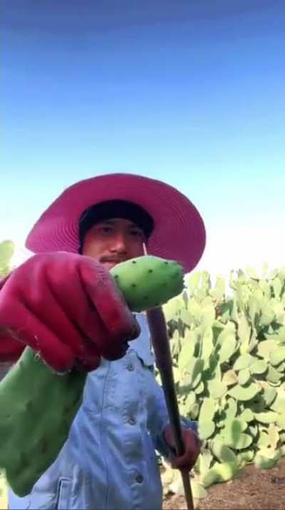 Did you know there is fruit inside the edge of cactus plants? ?